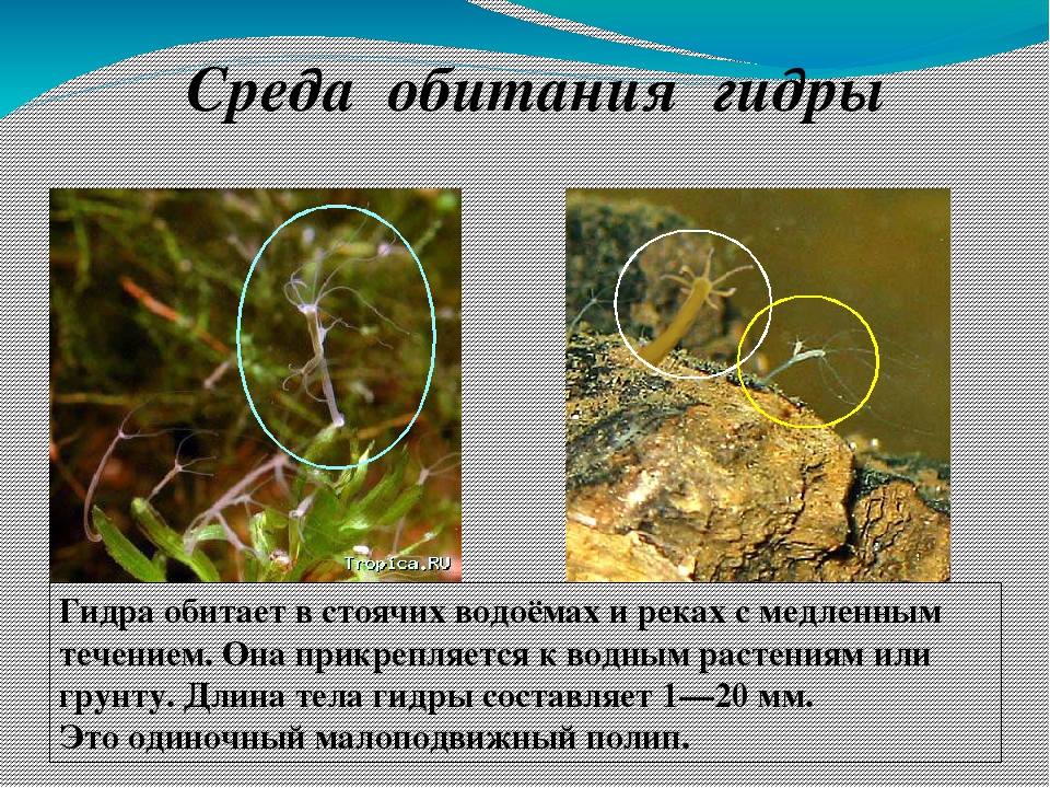 Kra34at