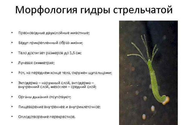 Почему не работает сайт кракен