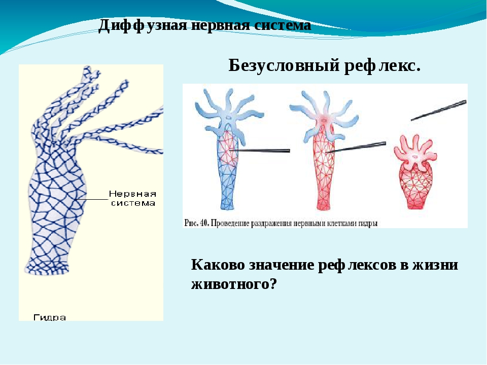 Ссылки мега кракен