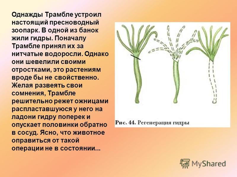 Ссылка на кракена для тора